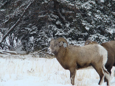 big horn ram during rutting season in jasper national park