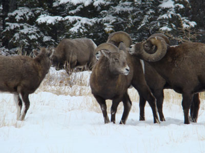 big horn sheep rut in jasper national park