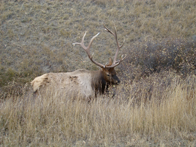 Bull Elk in Jasper National Park