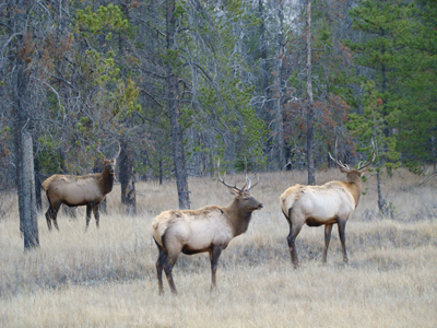 three young bull elk in jasper national park