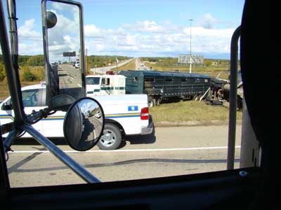 Herding Cows into another Trailer